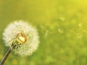 Positiv psykologi – fokus på det gode