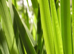 Mindfulness øvelser mod angst – Få 4 konkrete øvelser du kan starte med