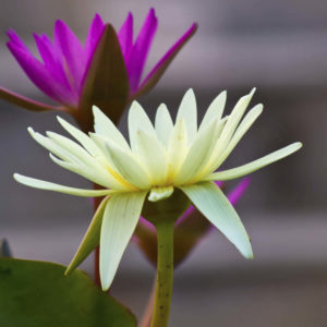 Mindfulness coach uddannelse: Skab balance og velvære hos dig selv og andre