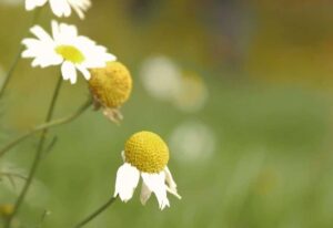 Hvad er en terapihave?